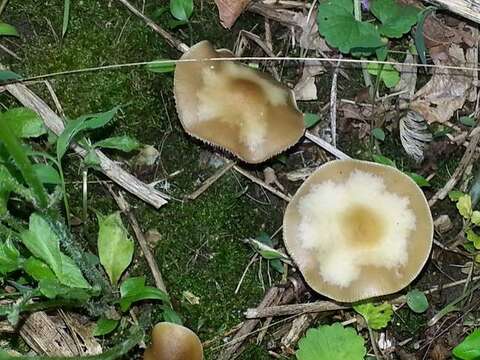 Image of Psilocybe ovoideocystidiata Guzmán & Gaines 2007