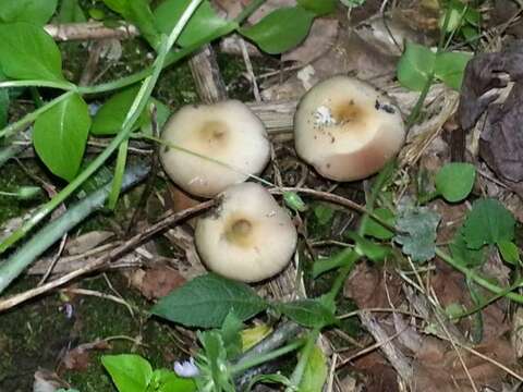 Image of Psilocybe ovoideocystidiata Guzmán & Gaines 2007