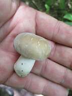 Image of Russula modesta Peck 1907