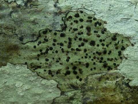 Image of rim lichens