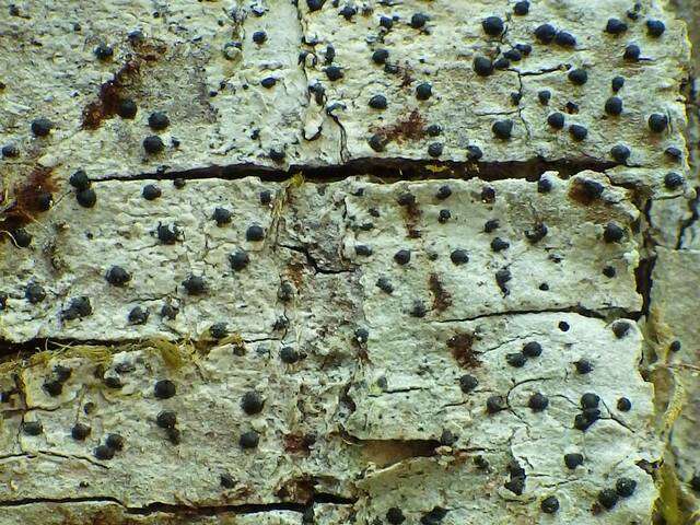 Image of acrocordia lichen