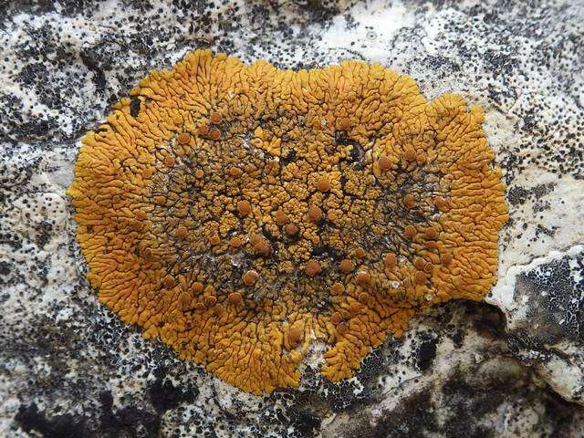 Image of Firedot lichens