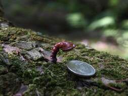 Image of Ganoderma tsugae Murrill 1902