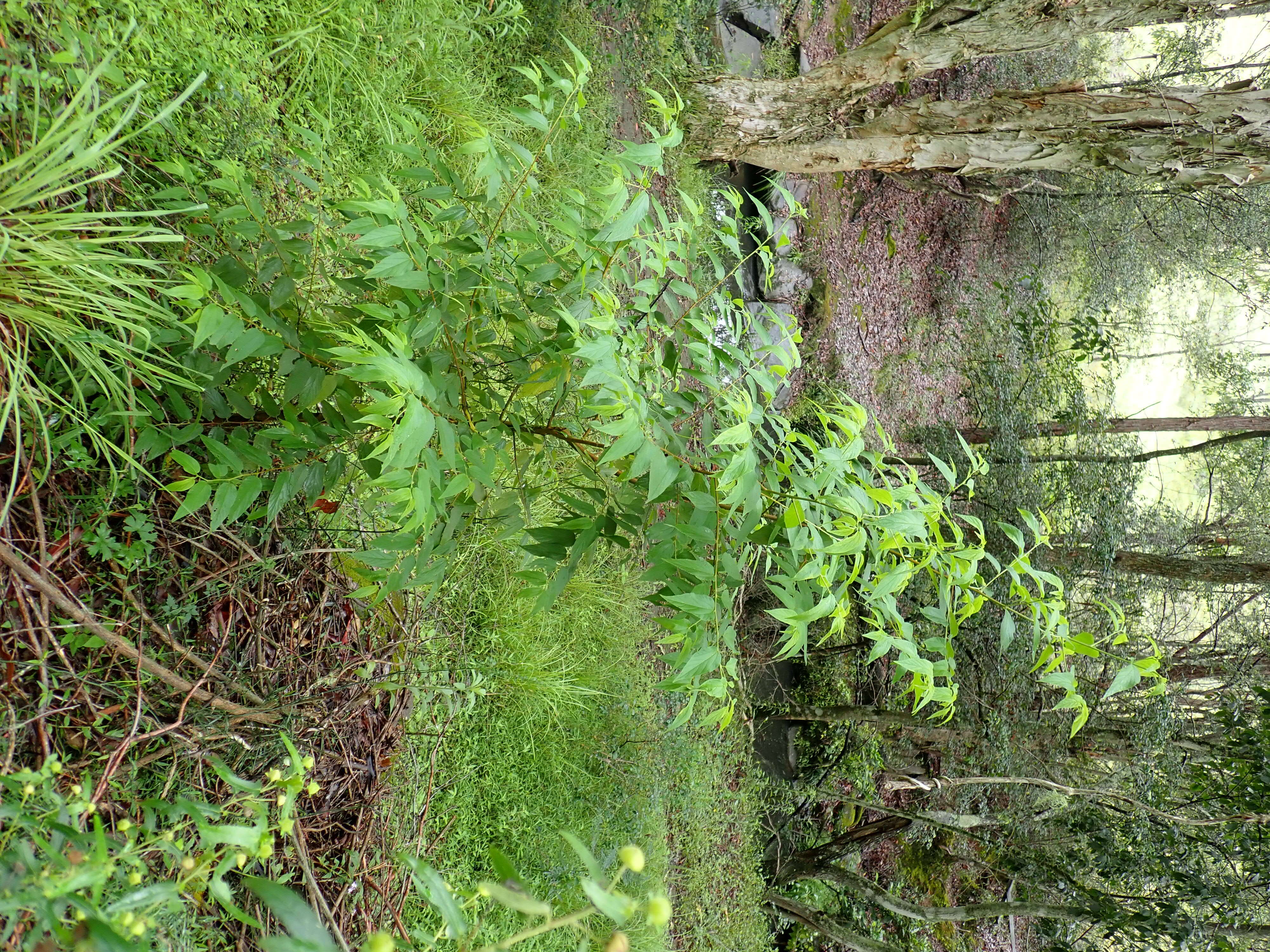 Image of peach-leaved poison bush