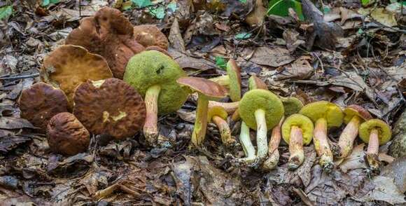 Leccinum rubropunctum (Peck) Singer 1947的圖片