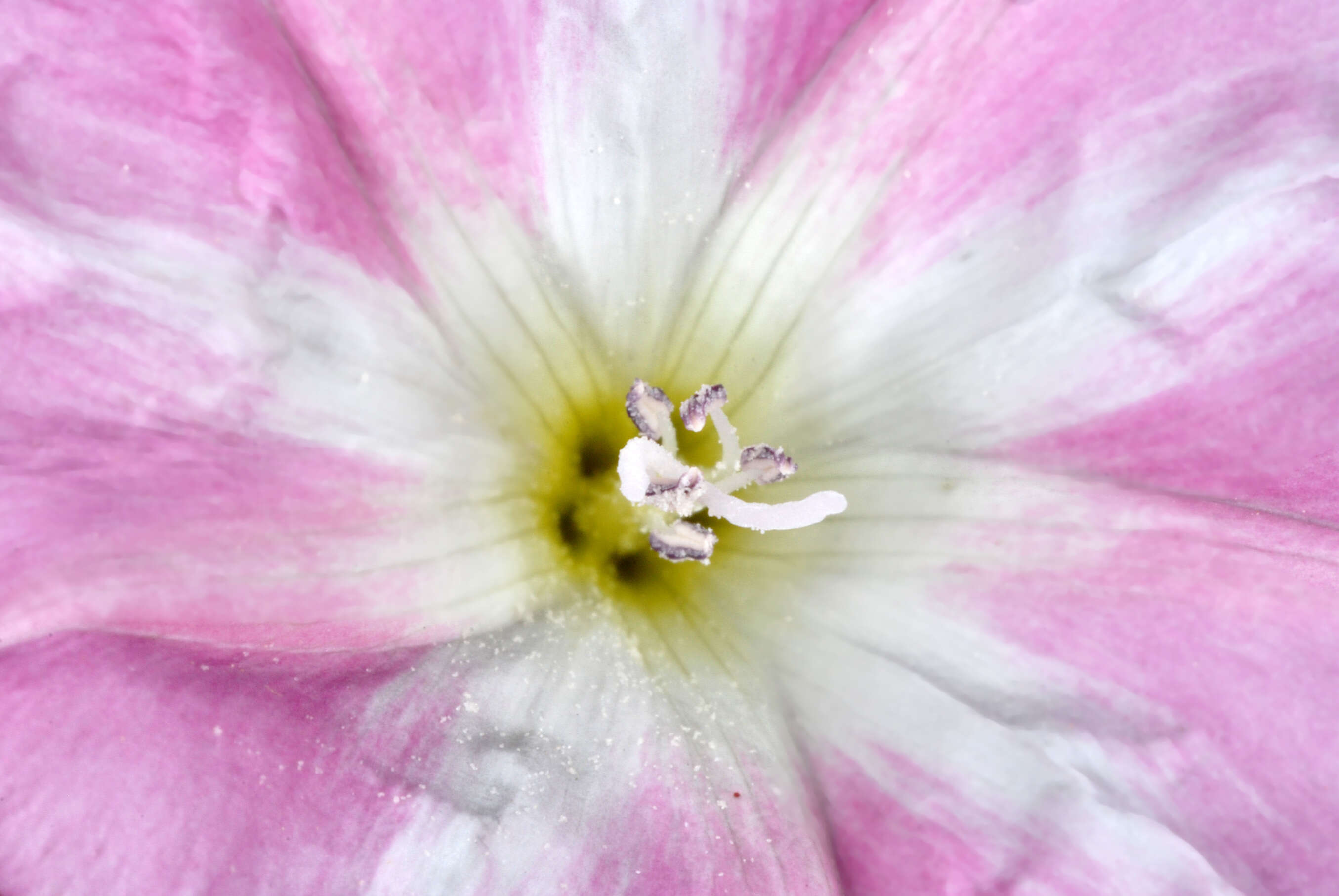 Image of Field Bindweed