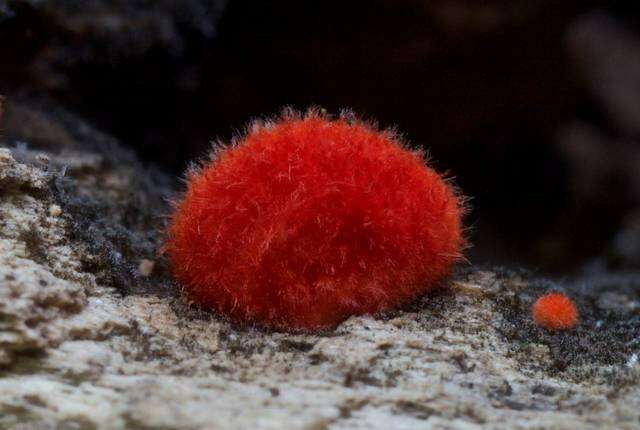 Image of Cinnabar oysterling