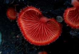 Image of Cinnabar oysterling