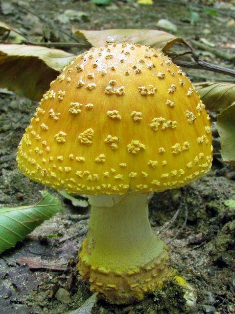 Image of <i>Amanita flavorubens</i>