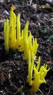 Image of Clavulinopsis