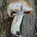 Image of Agaricus amicosus Kerrigan 1989