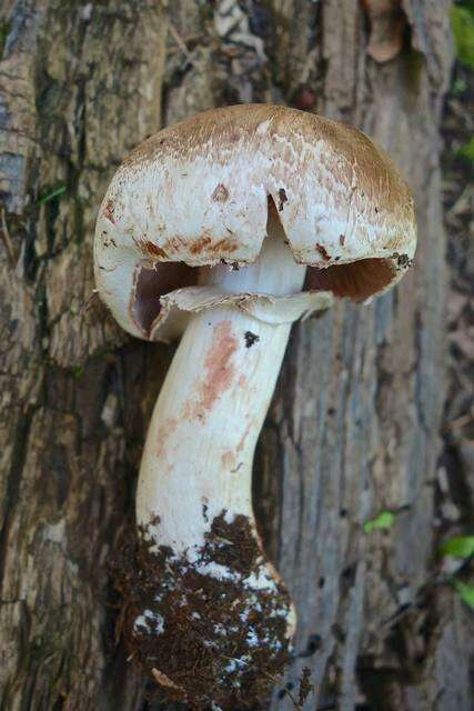 Sivun Agaricus amicosus Kerrigan 1989 kuva