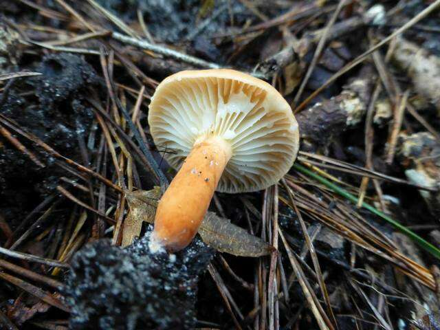 Image of Lactarius hygrophoroides Berk. & M. A. Curtis 1859