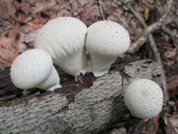 Imagem de Lycoperdon