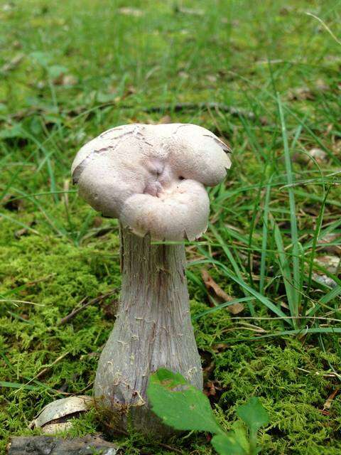 Image de Laccaria ochropurpurea (Berk.) Peck 1897