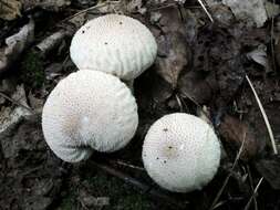 Imagem de Lycoperdon