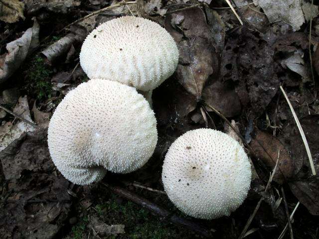 Imagem de Lycoperdon