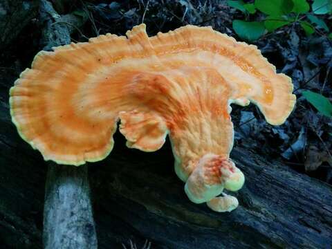 Image de Laetiporus