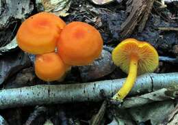 Image of waxcaps (fungi)