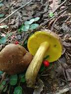 Image of Aureoboletus innixus (Frost) Halling, A. R. Bessette & Bessette 2015