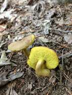 Image of Aureoboletus innixus (Frost) Halling, A. R. Bessette & Bessette 2015