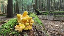 Image of Laetiporus huroniensis Burds. & Banik 2001