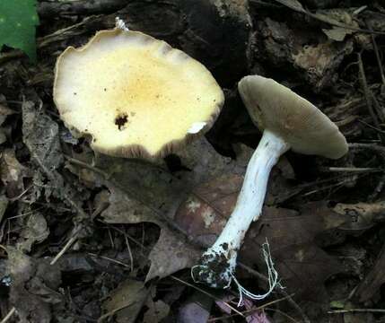 Imagem de <i>Stropharia hardii</i>