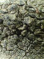 Image of Lecanora Ach.