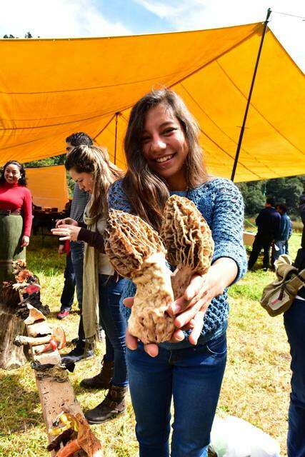 Image of Morchellaceae