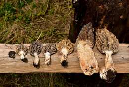 Image of Morchellaceae