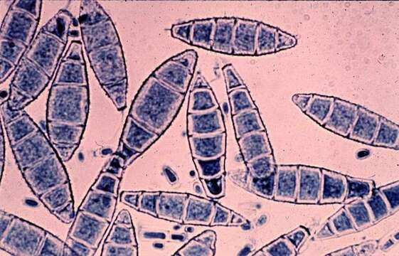 Eurotiomycetes resmi