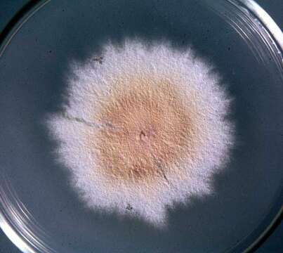 Image of Eurotiomycetes