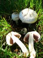 Imagem de Agaricus californicus Peck 1895