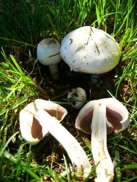 Imagem de Agaricus californicus Peck 1895