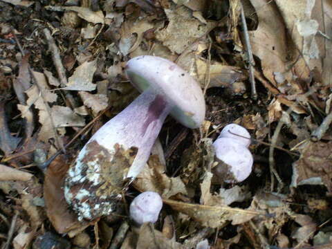 Image of Tylopilus plumbeoviolaceus (Snell & E. A. Dick) Snell & E. A. Dick 1941