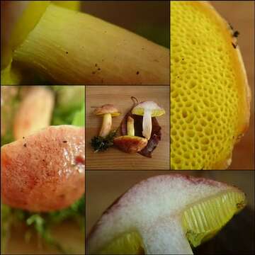 Image of Aureoboletus