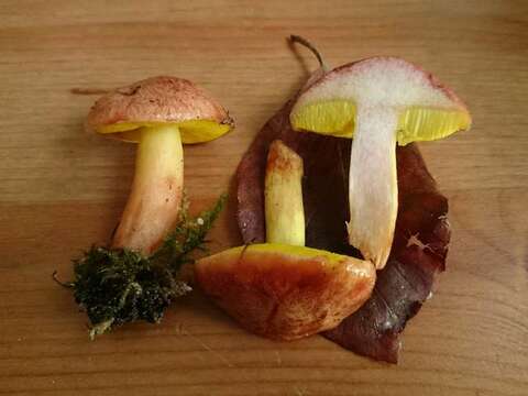 Image of Aureoboletus