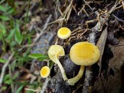 Image of Gymnopilus lepidotus Hesler 1969