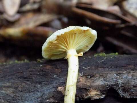 Image of Gymnopilus lepidotus Hesler 1969