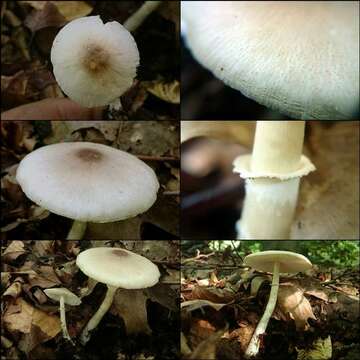 Image of Leucoagaricus