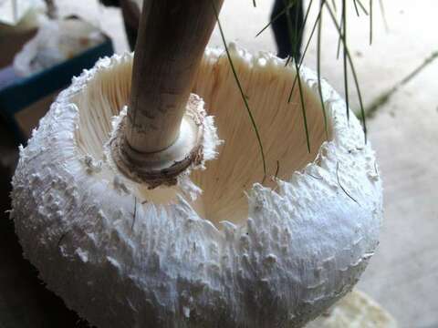 Image of Chlorophyllum