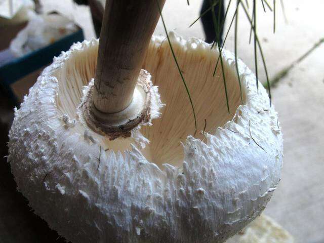 Chlorophyllum resmi