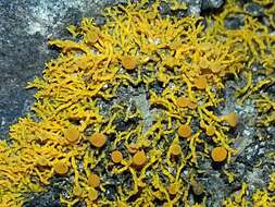 Image of coral orange lichen