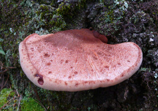 Image of Fistulinaceae