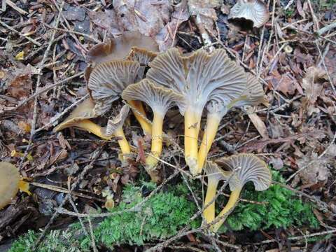 Image of Craterellus