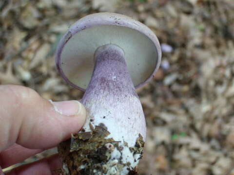 Imagem de Tylopilus plumbeoviolaceus (Snell & E. A. Dick) Snell & E. A. Dick 1941