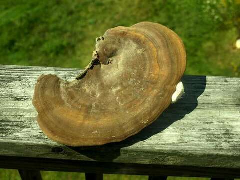 Image of Ganoderma martinicense Welti & Courtec. 2010