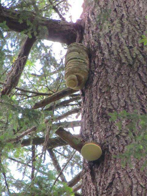 Image of Fomitopsis