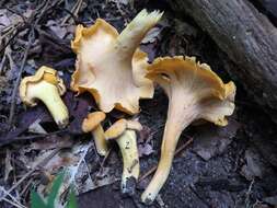 Image of Cantharellus lateritius (Berk.) Singer 1951