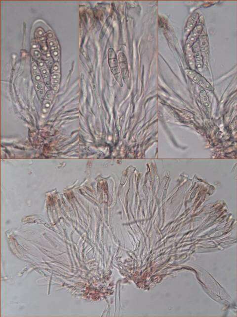 Imagem de Collema polycarpon Hoffm.